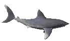 shark1.gif (4578 bytes)